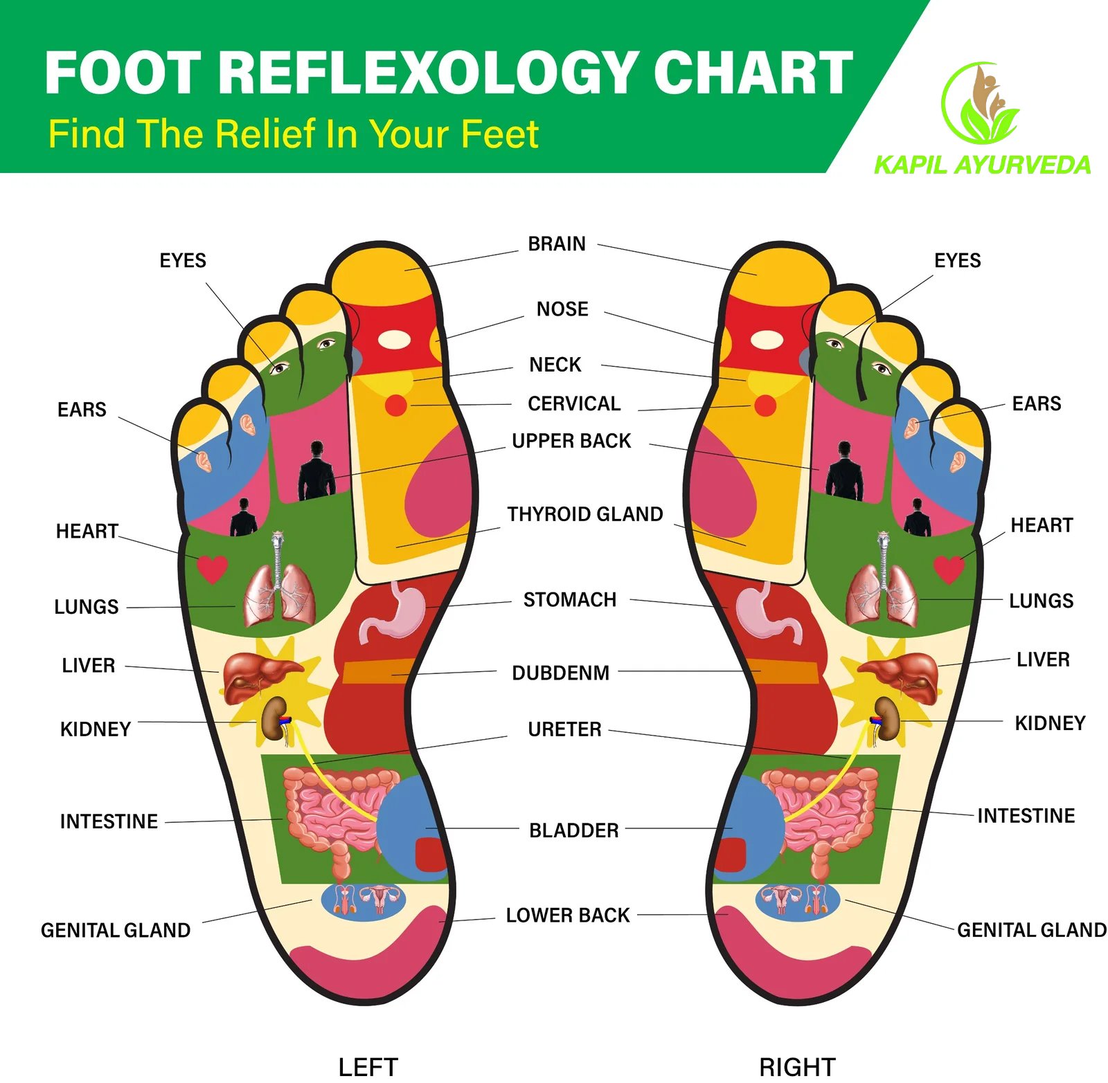 Foot reflexology chart and marma points